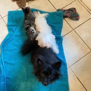 Meet your Posher, Tory